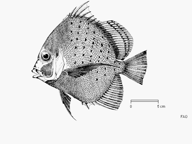 Drepane punctata (Linnaeus, 1758)